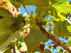 Brachychiton obtusilobus