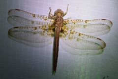 Neurocordulia xanthosoma