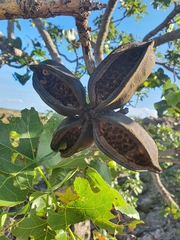 Brachychiton obtusilobus