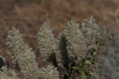Ptilotus nobilis