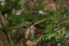 Festuca heterophylla