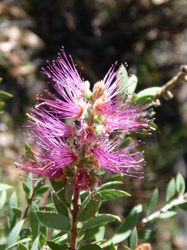 Callistemon pungens