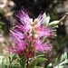 Melaleuca williamsii - Photo (c) Alan, some rights reserved (CC BY-NC), uploaded by Alan