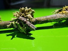 Blastobasis serradaguae