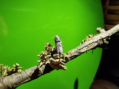 Blastobasis serradaguae