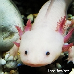 Ambystoma mexicanum