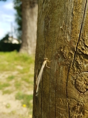 Platycnemis pennipes