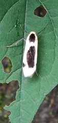 Thysanoptyx incurvata