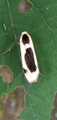 Thysanoptyx incurvata