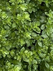 Pilea microphylla