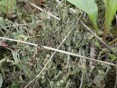 Cladonia cariosa