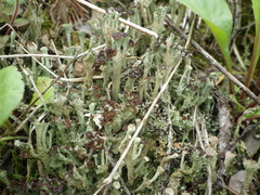 Cladonia cariosa