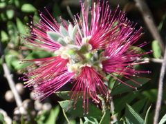 Melaleuca williamsii