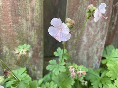 Geranium macrorrhizum