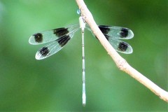 Orolestes octomaculatus