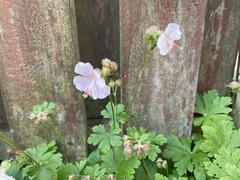 Geranium macrorrhizum