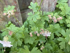 Geranium macrorrhizum