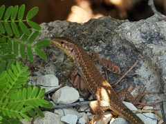 Podarcis filfolensis maltensis