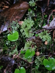 Corybas iridescens