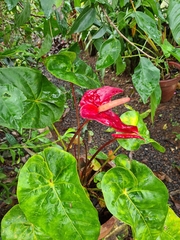 Anthurium andraeanum