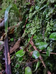 Corybas iridescens