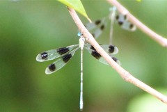 Orolestes octomaculatus