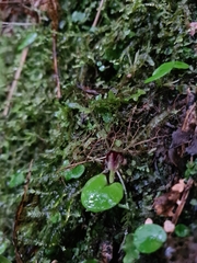 Corybas iridescens
