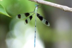 Orolestes octomaculatus