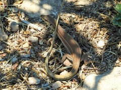 Podarcis filfolensis maltensis