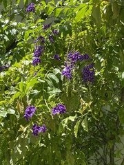 Duranta erecta