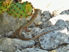 Podarcis filfolensis maltensis