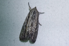 Catabenoides