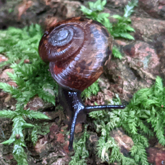 Stenacapha hamiltoni