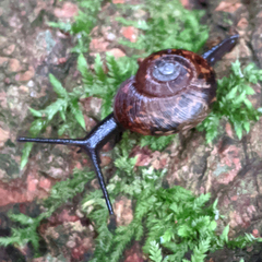 Stenacapha hamiltoni