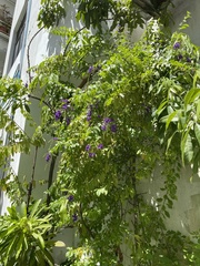 Duranta erecta