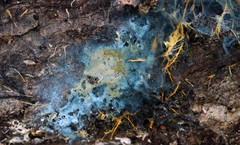 Byssocorticium atrovirens