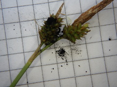 Anthracoidea caryophylleae