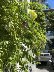 Duranta erecta