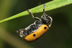 Lachnaia sexpunctata