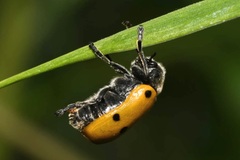 Lachnaia sexpunctata