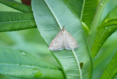 Anania fuscalis