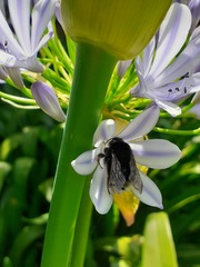 Bombus terrestris canariensis