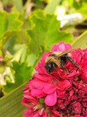 Bombus ruderatus