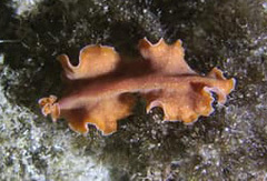 Yungia aurantiaca