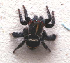 Saitis virgatus