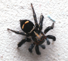 Saitis virgatus