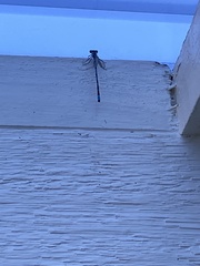 Enallagma cyathigerum