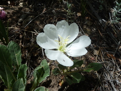 Oenothera cespitosa macroglottis