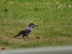 Nucifraga caryocatactes