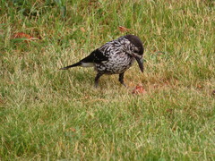 Nucifraga caryocatactes